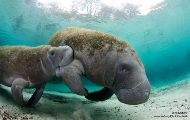 A manatee nurses her calf in the warm waters of Florida by John Muhilly. 