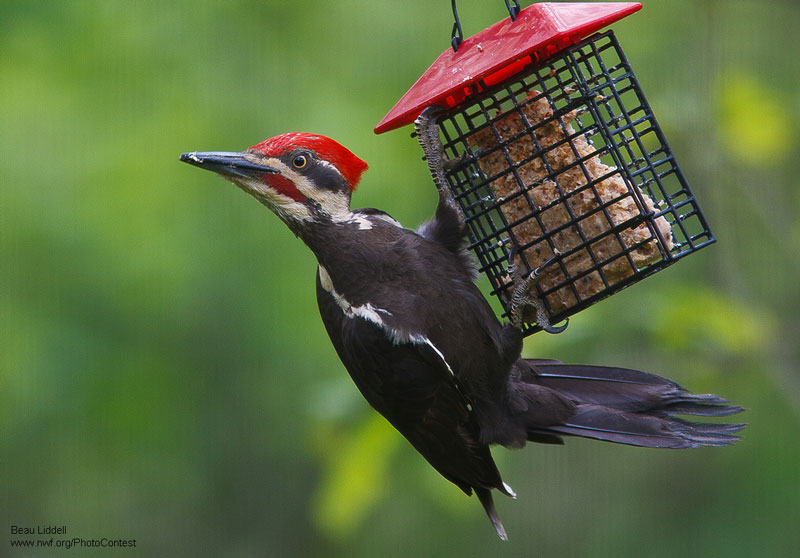 Pileated woodpecker visiting a backyard suet feeder by National Wildlife Photo Contest entrant Beau Liddell.