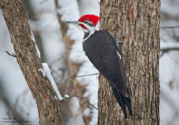 Pileated woodpecker uses its back tail to balance. Photo by National Wildlife Photo Contest entrant Anita Merrigan.