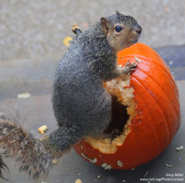 Squirrel enjoys a pumpkin by Alice Miller.