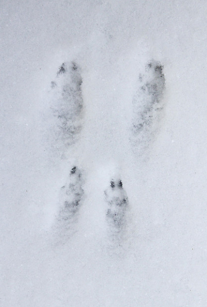 Who Goes There? Identifying Animal Tracks In Your Backyard : The ...