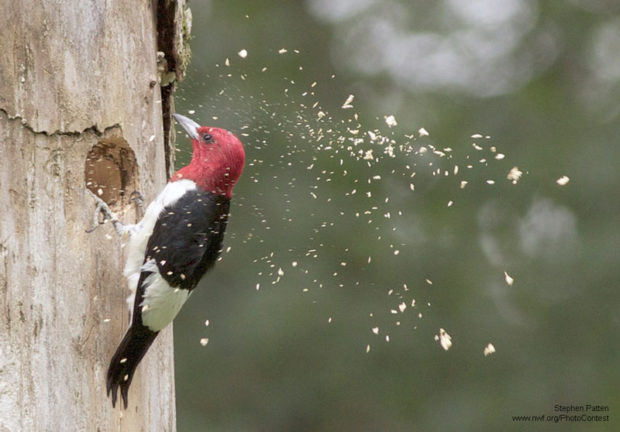 Red-headed woodpecker pecking out a nest site by National Wildlife Photo Contest entrant Stephen Patten.