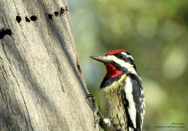 Yellow-bellied sapsucker and the species' distinct hole pattern by National Wildlife Photo Contest entrant Allen Phelps.