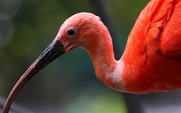 Scarlet ibis by Stephanie Carter on Flickr.