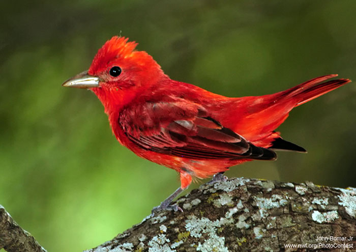 Summer tanager by National Wildlife Photo Contest entrant John Bomar Jr.