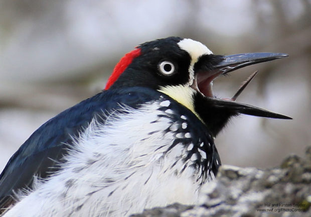 The detailed texture of an acorn woodpecker's tongue by National Wildlife Photo Contest entrants Hal and Kirsten Snyder.