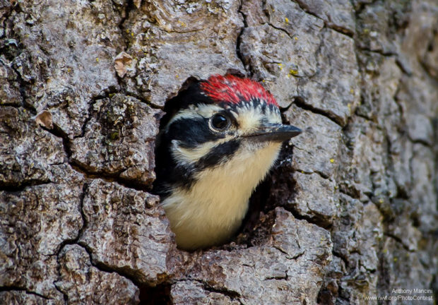 Woodpecker peeking out from a tree cavity by National Wildlife Photo Contest entrant Anthony Mancini.