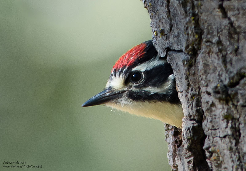 Nuttall's woodpecker fledgling by National Wildlife Photo Contest entrant Anthony Mancini.