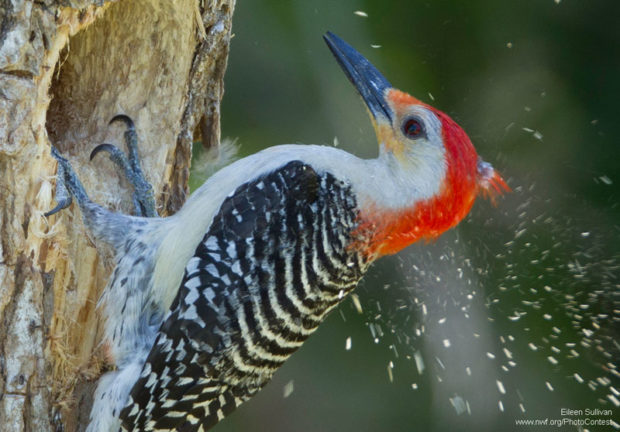 Woodpeckers have to protect themselves from flying wood particles. Photo by National Wildlife Photo Contest entrant Eileen Sullivan.