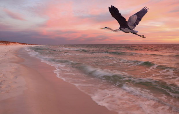 pg27_great blue heron Florida_iStock (1)