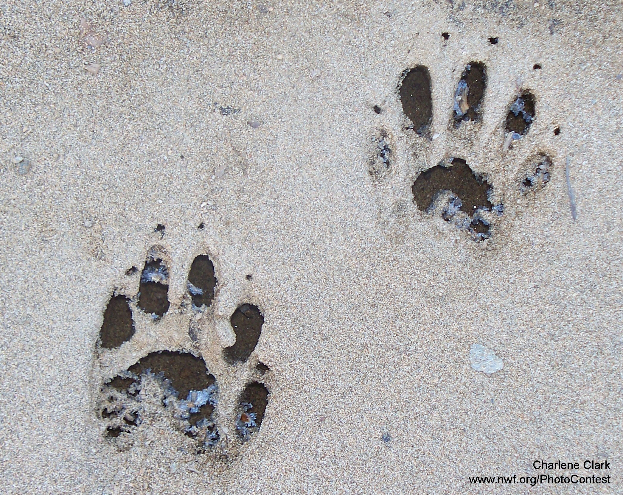 coyote tracks in sand