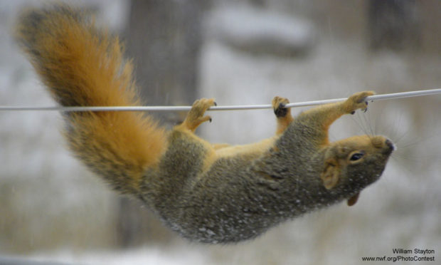 Acrobatic squirrel by William Stayton.