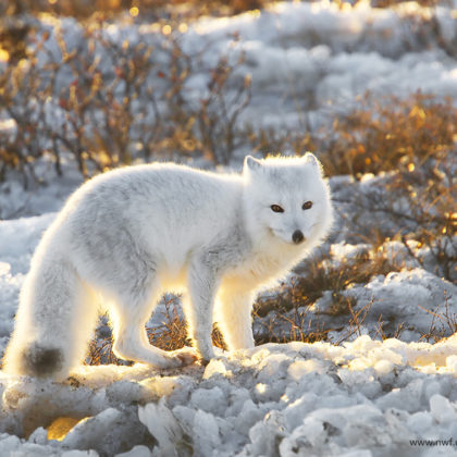 Obama's Arctic Proposal Would Protect Arctic Foxes • The National ...