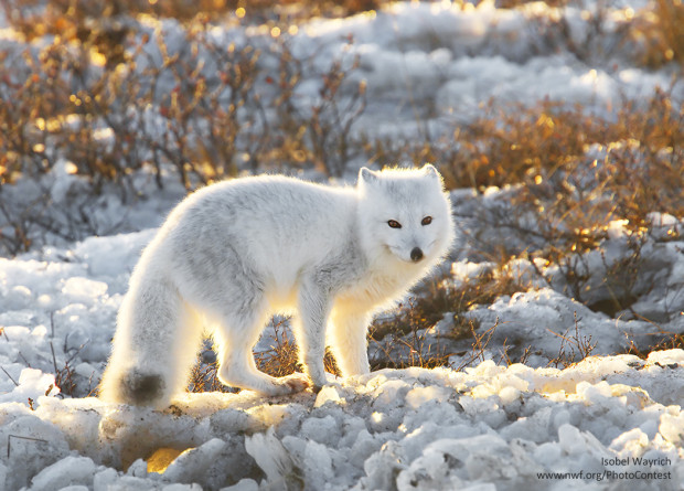 Arctic fox_PCDonated_IsobelWayrich