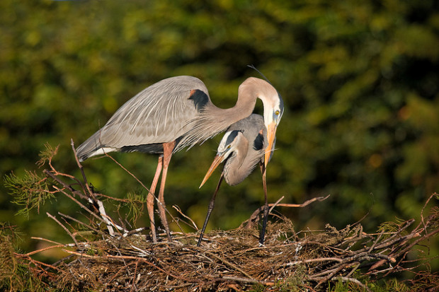 Great Blue Heron displaying the nest Photo Credit:  Matthew Paulson Flickr Creative Commons