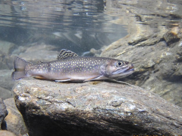 Brook trout could be extinct in states like Virginia if global warming is not addressed.  Photo Credit Flickr USFWS.