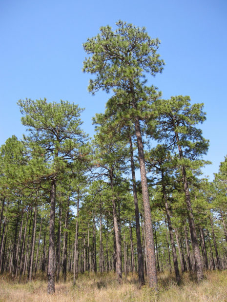 Longleaf Pine Restoration Included In New Era Of Conservation The