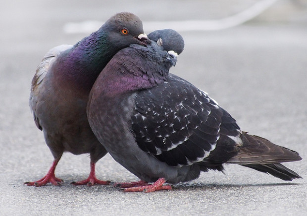 Pigeon Touching Photo Credit: Ingrid Taylar Flickr Creative Commons