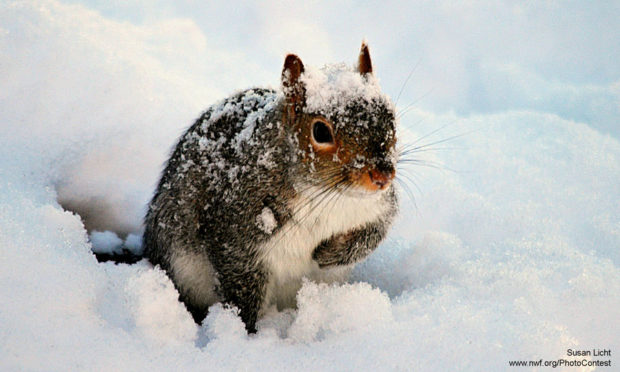 Snow covered squirrel in Massachusetts by Susan Licht.