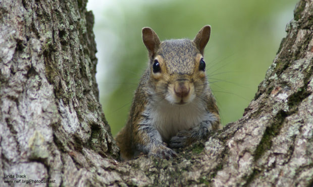 Squirrel in Oak Tree by Linda Black