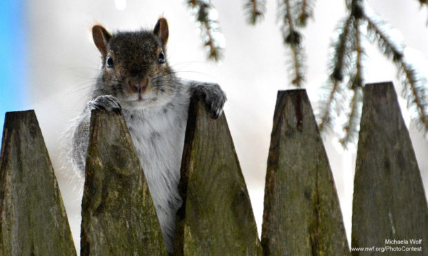 Squirrel Peering Over Fence by Michaela Wolf