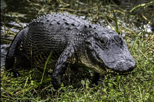Alligators, like those that live in the Everglades, face reproductive threats from climate change. (photo: Sandee Harraden)