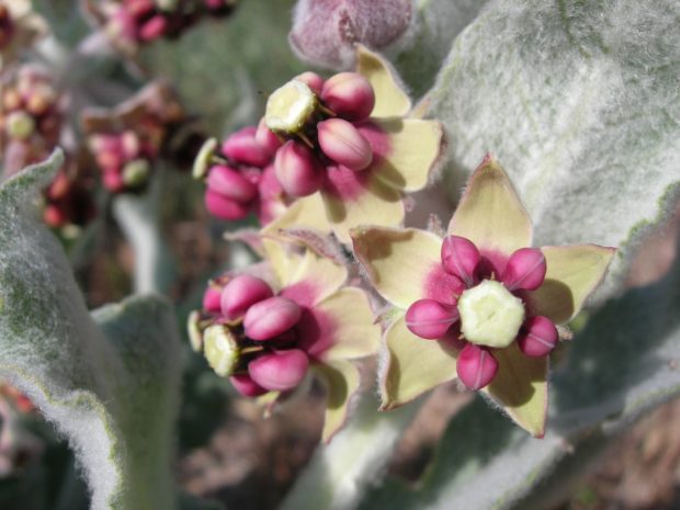 California Milkweed. Photo Credit: Joe Decruyenaere, Flickr Creative Commons