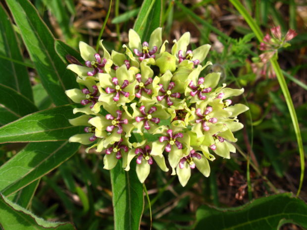 Green Milkweed. Photo Credit: Pinke, Flickr Creative Commons