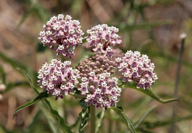 Mexican Whorled Milkweed. Photo Credit: NatureShutterbug, Flickr Creative Commons