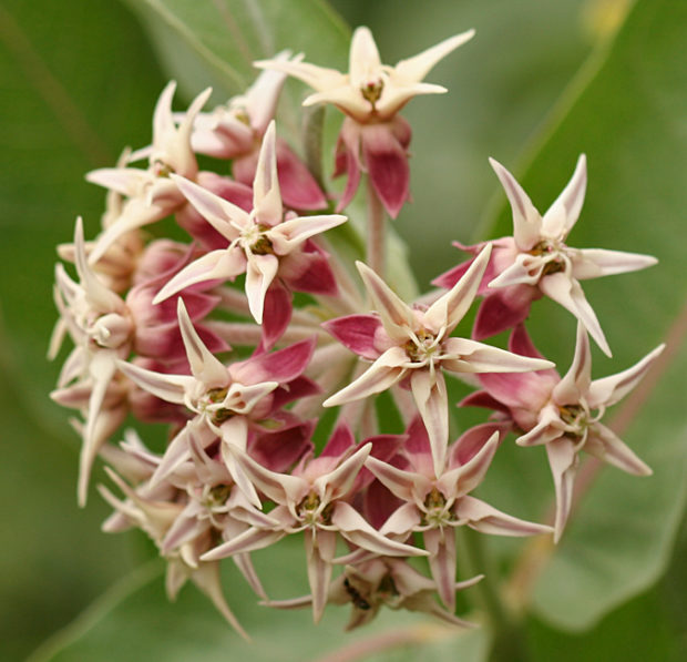 Showy Milkweed. Photo Credit: Lynette, Flickr Creative Commons