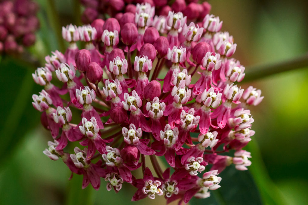 Twelve Native Milkweeds for Monarchs - The National Wildlife Federation ...