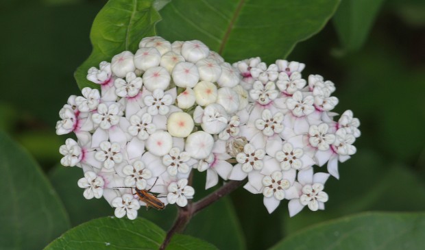 White Milkweed. Photo Credit: John Flannery, Flickr Creative Commons