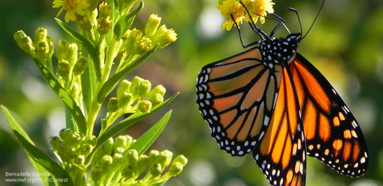 Six Ways To Save Monarchs - The National Wildlife Federation Blog