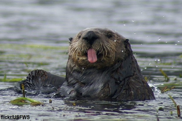 Otter, Photo by U.S. Fish and Wildlife Service