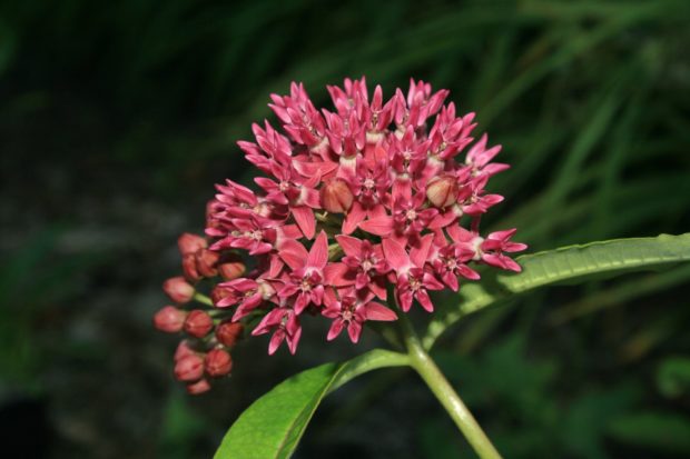 Twelve Native Milkweeds For Monarchs - The National Wildlife Federation ...