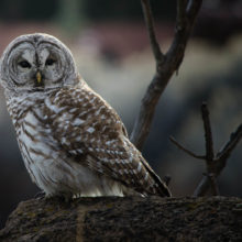 Barred owl