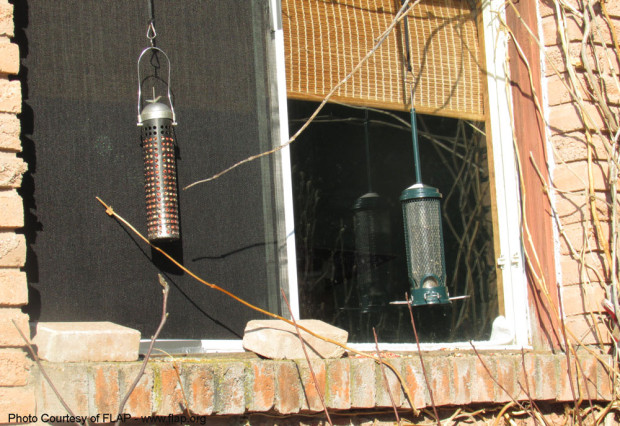 Recommended Positioning of Bird Feeders