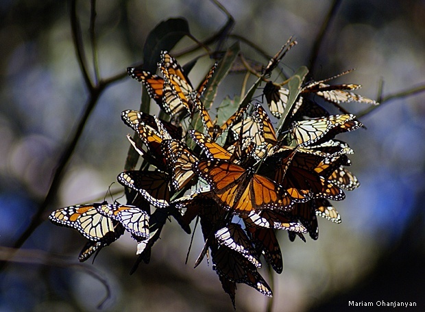 Monarchs by Mariam Ohanjanyan