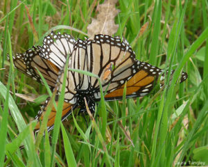 Mating monarchs by Laura Tangley