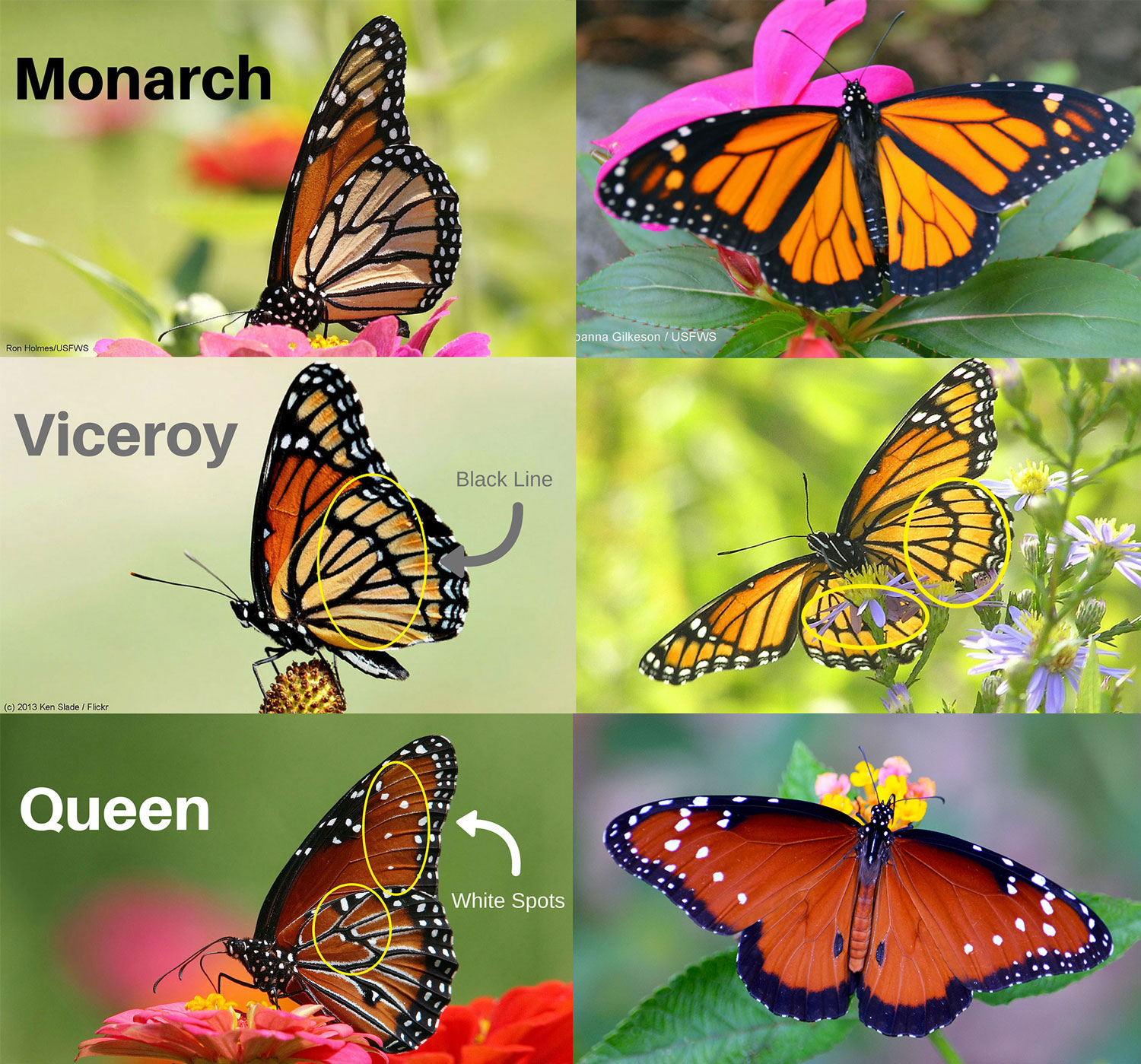 Monarch Identification Chart