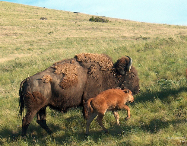 bison cow and calf