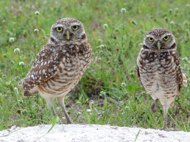 Burrowing owls in Broward County, FL