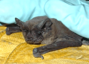 A free tail bat in Austin, TX