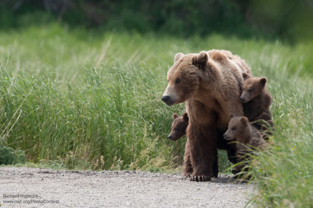 Grizzly Mother and Cubs