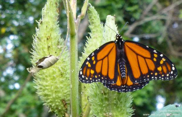 monarch on common milkweed