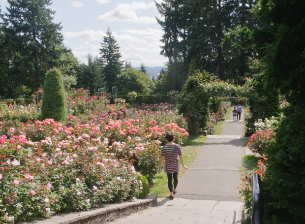 International Rose Test Garden in Washington Park, Portland Oregon. Photo by InSapphoWeTrust, Flickr Creative Commons