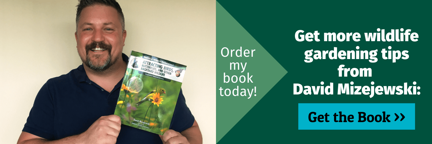 5 Ways You Can Help Eastern Monarchs - The National Wildlife Federation ...