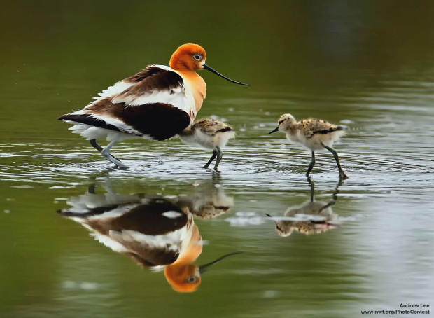 American Avocet and chick