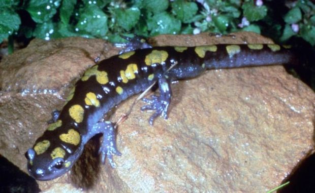 Spotted Salamander, Great Smoky Mountains National Park