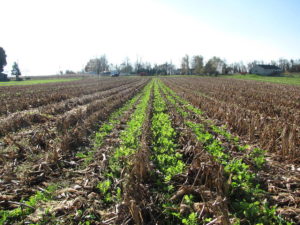 Pennsylvania Cover Crop Field Day